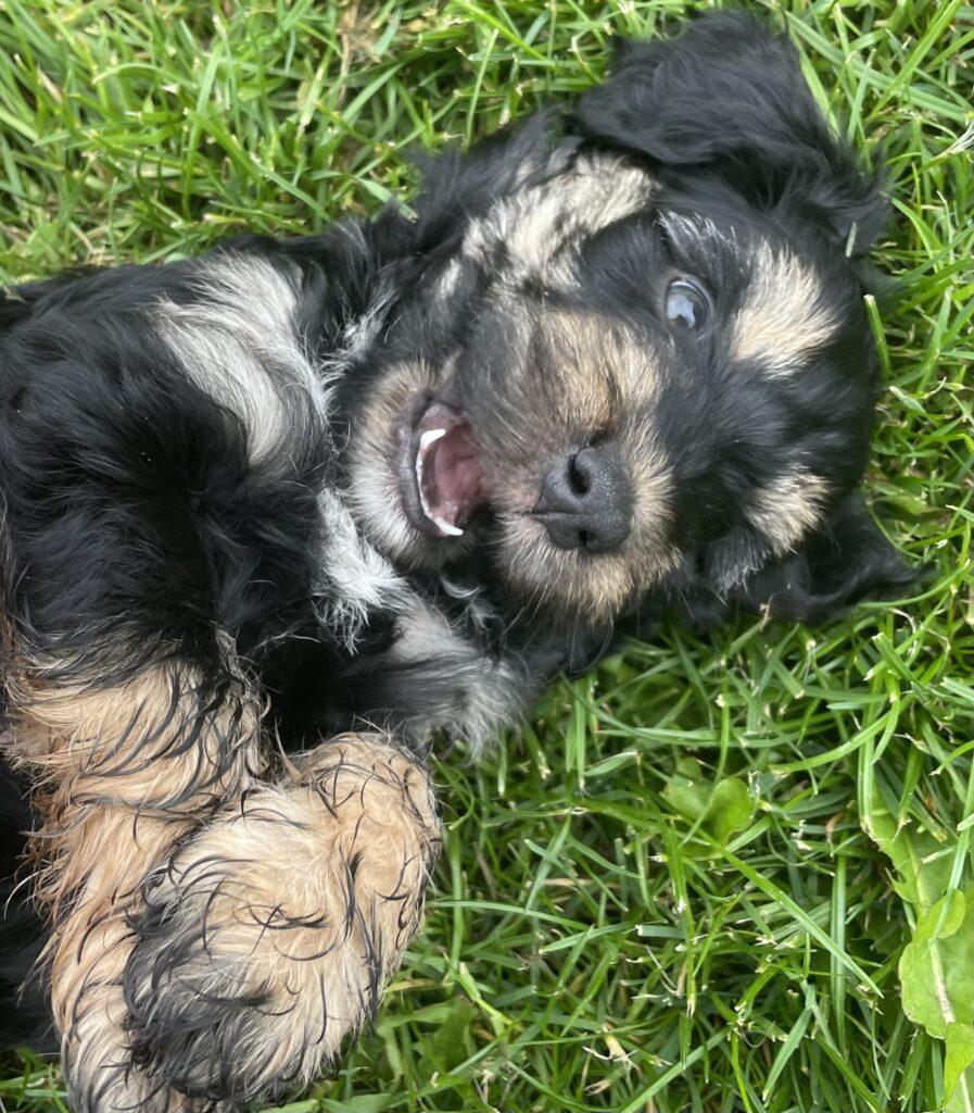 Cockerpoo hvalpe cocker spaniel hvalpe cockermix stueopdræt doodles cockerpoo hvalpe