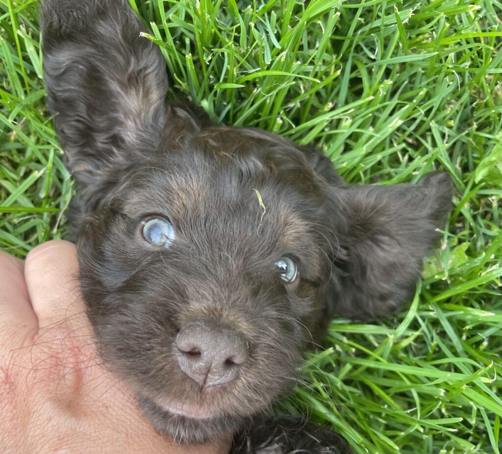 Cockerpoo hvalpe cocker spaniel hvalpe cockermix stueopdræt doodles cockerpoo hvalpe