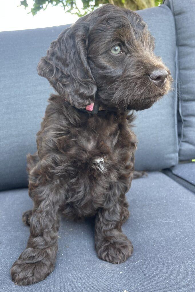 Cockapoo hvalpe Cockerspaniel hvalpe Cocker spaniel hvalp Cockerdoodle hvalp Doodle hvalp stueopdræt