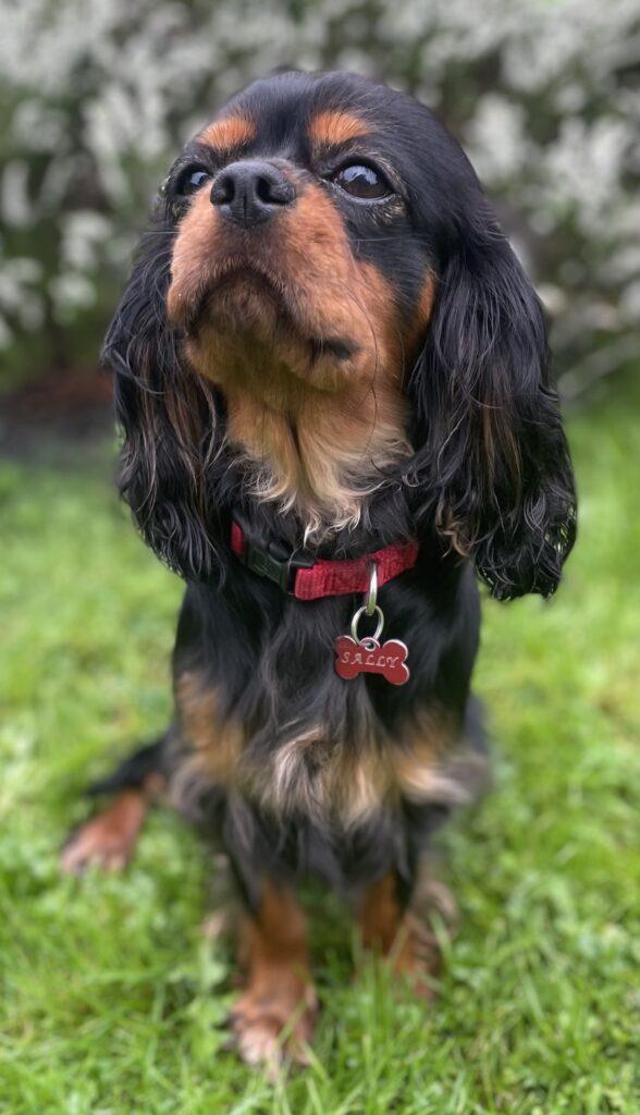 Cavapoo hvalpe
Cavalier King Charles
Toypudel
toypuddel