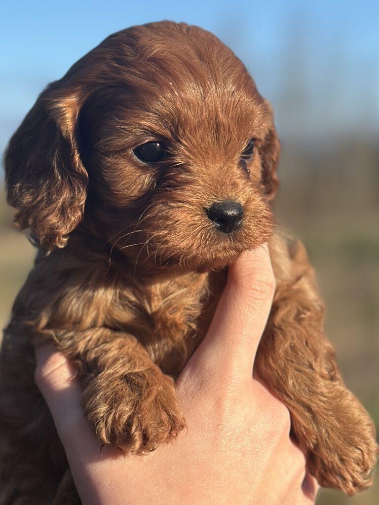 Cavapoo søde hvalpe Cavalier King Charles
