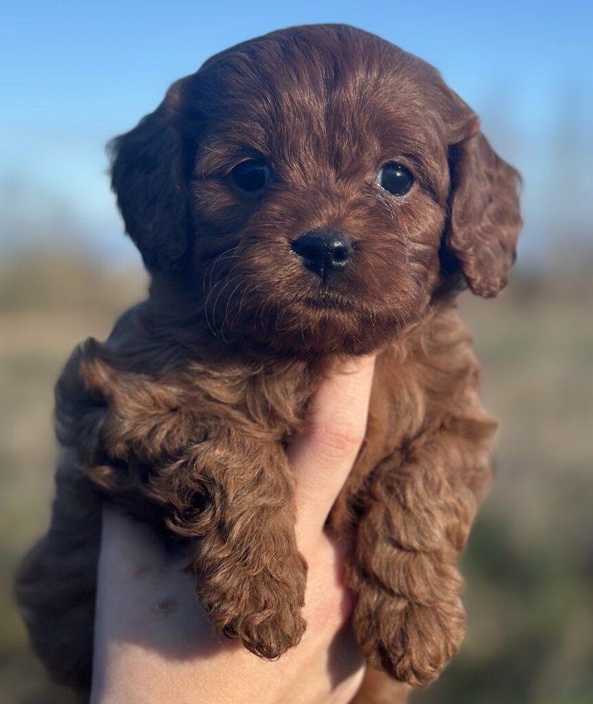 Cavapoo søde hvalpe Cavalier King Charles Pudel