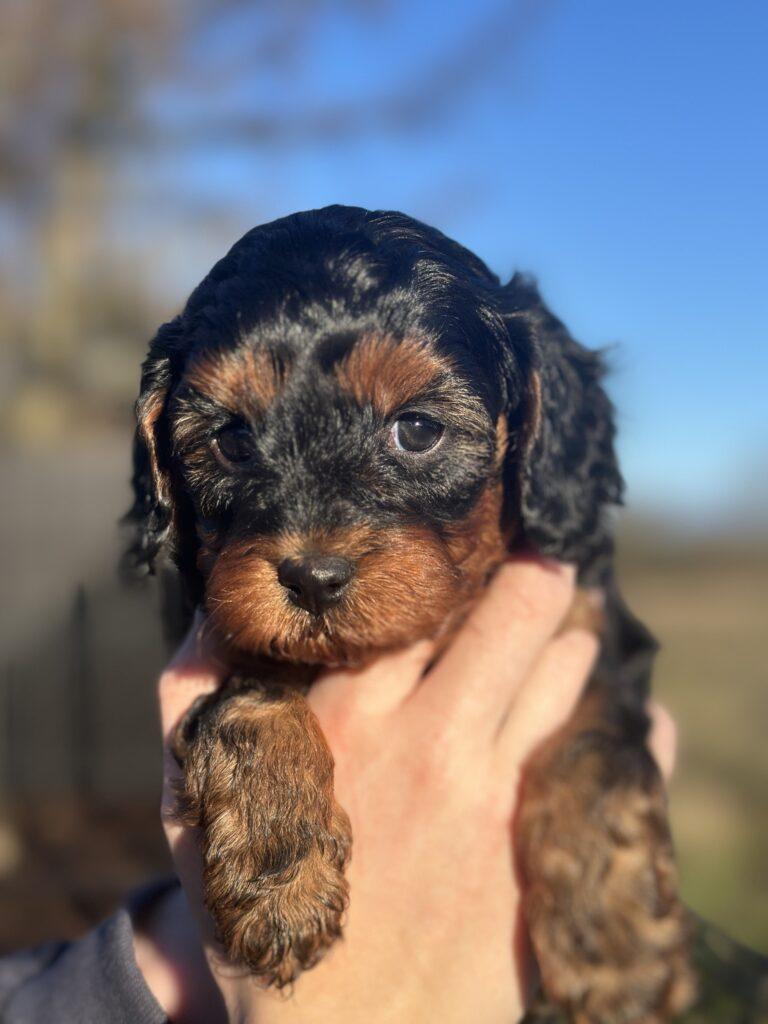 Cavapoo søde hvalpe Cavalier King Charles Pudel puddel