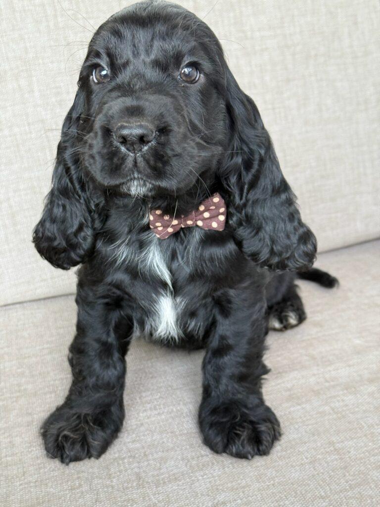Engelsk Cocker Spaniel søde hvalpe