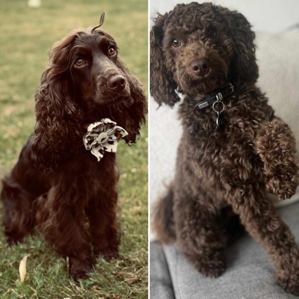 Cockerpoo
Cockapoo