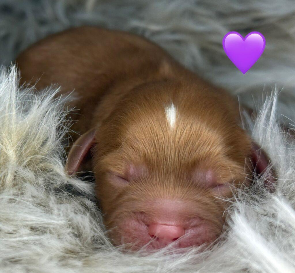 Cavapoo Cavadoodle Cavalier Puddel dværgpuddel