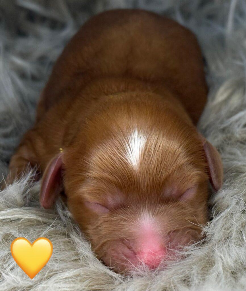 Cavapoo Cavadoodle Cavalier Puddel dværgpuddel