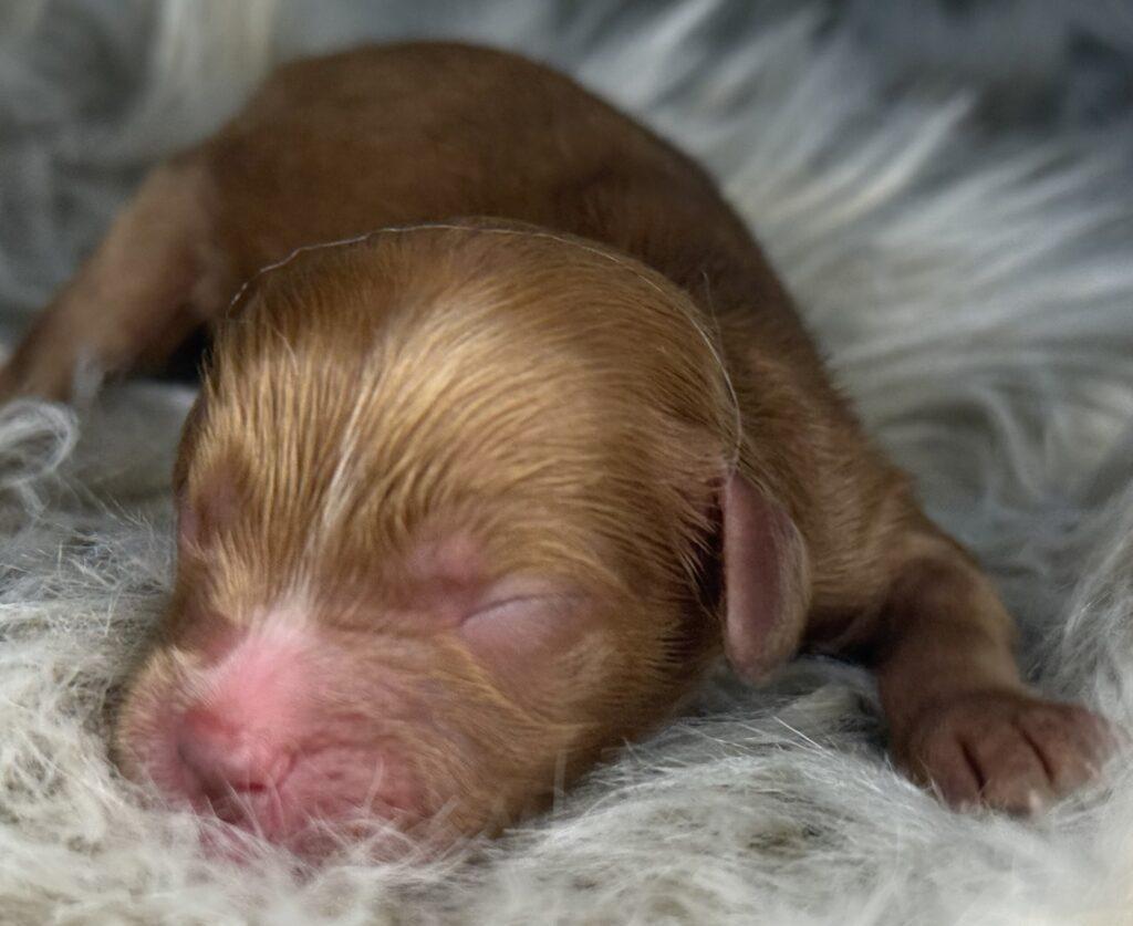Cavapoo
Cavadoodle
Cavalier
Puddel
dværgpuddel