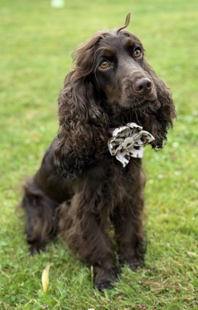 Engelsk Cocker spaniel Cockerpoo Cockerdoodle