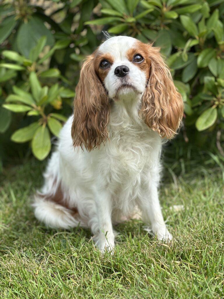 Cavalier King Charles
hvalpe
søde hvalpe