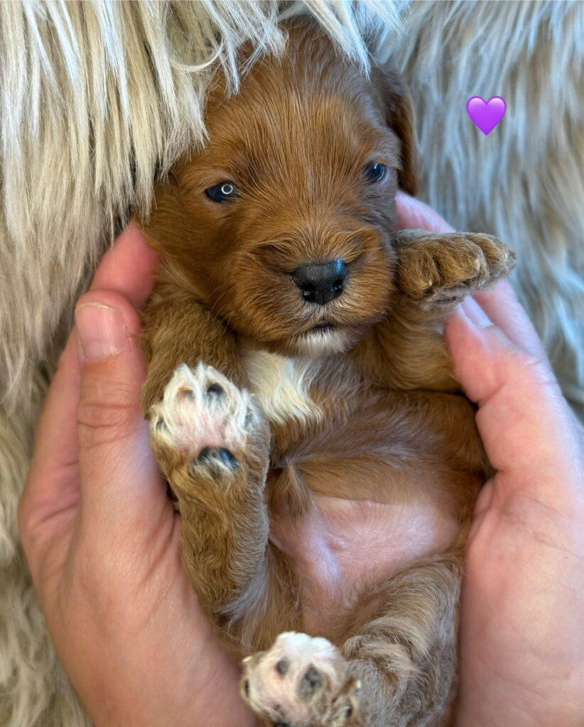 Cavapoo fredeshøj
