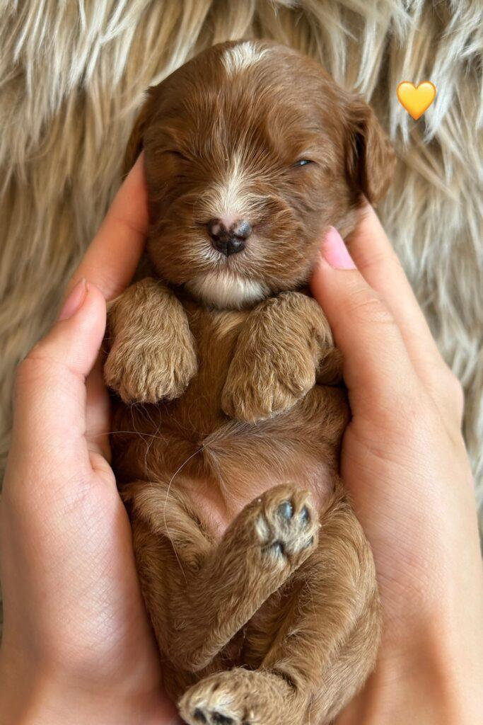 Cavapoo Cavalier King Charles Pudel dværgpuddel søde hvalpe