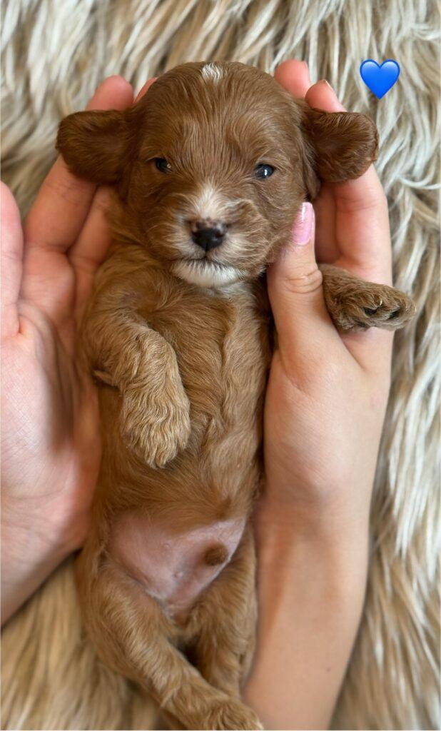 Cavapoo Cavalier King Charles Pudel dværgpuddel søde hvalpe