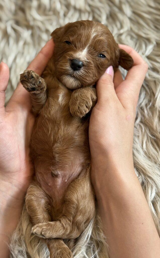 Cavapoo Cavalier King Charles Pudel dværgpuddel søde hvalpe