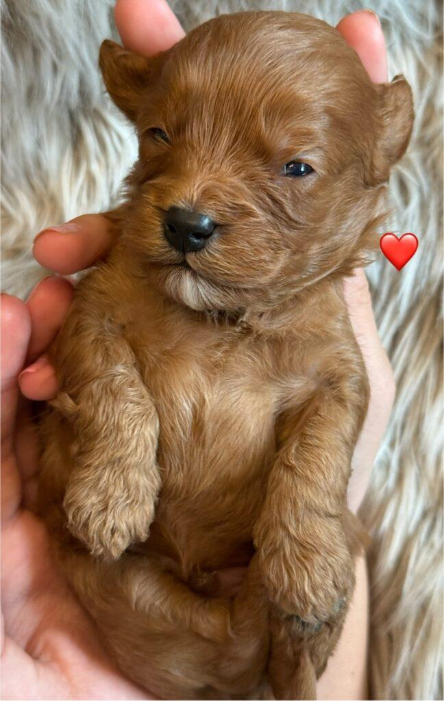 Cavapoo Cavalier King Charles Pudel dværgpuddel søde hvalpe