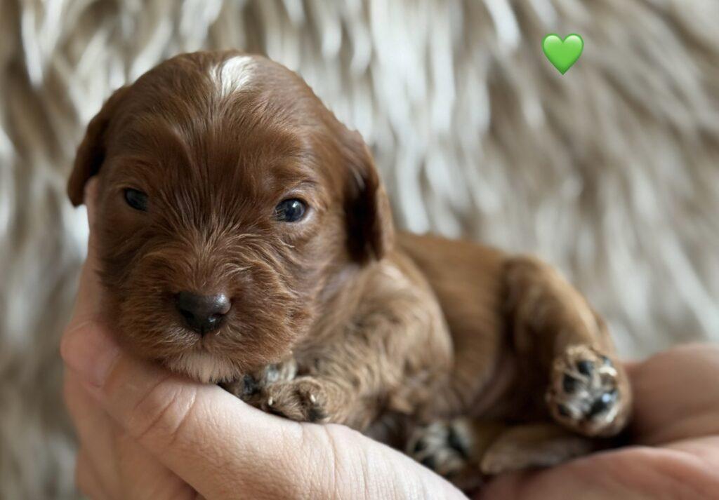 Cavapoo fredeshøj