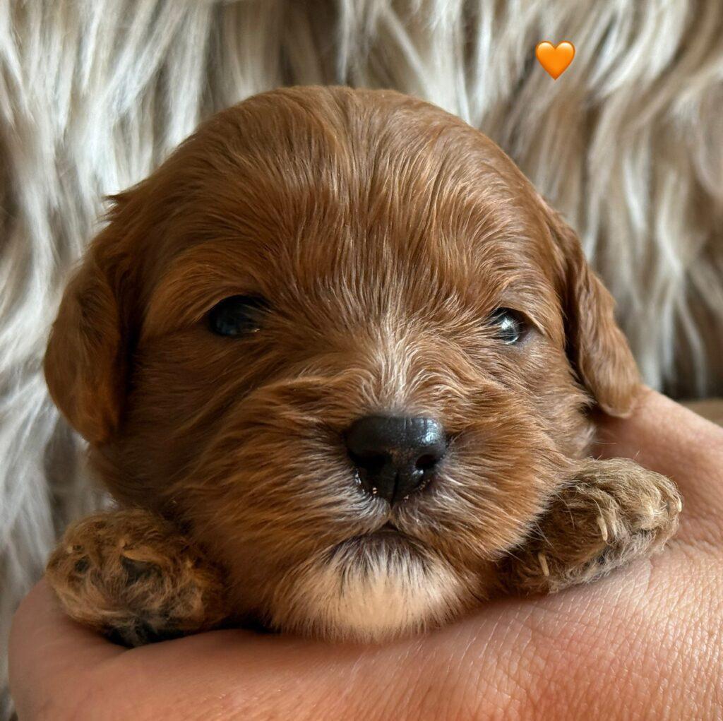 Cavapoo doodler
