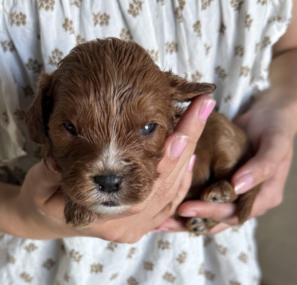 Cavapoo