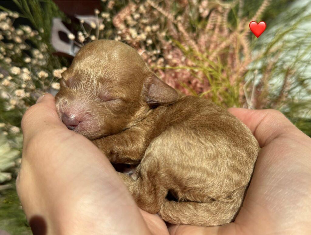 pudler Cockapoo roligt sind toypudler hvalpe