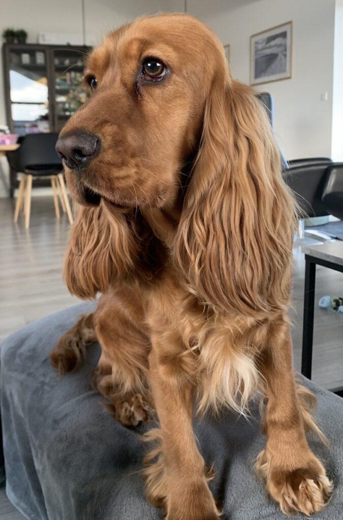 Cockapoo