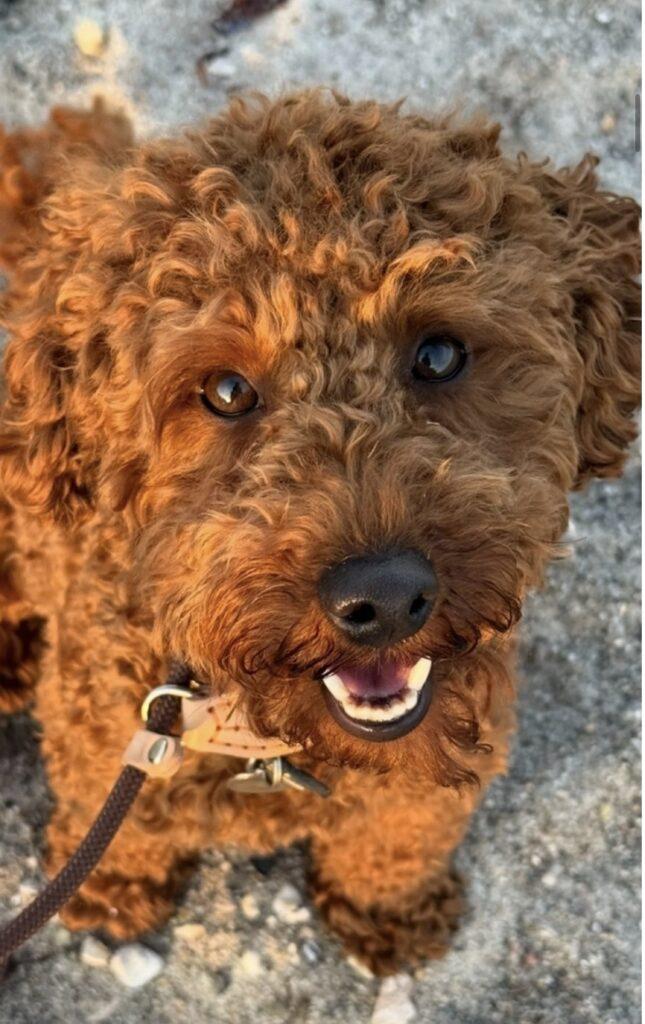 Cockapoo Engelsk cockerspaniel