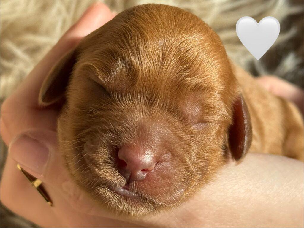 Engelsk Cocker spaniel