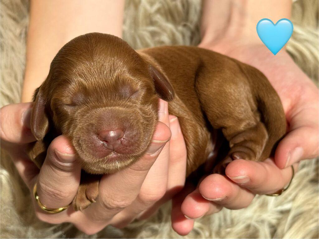 Cockerpoo
Cockerdoodle