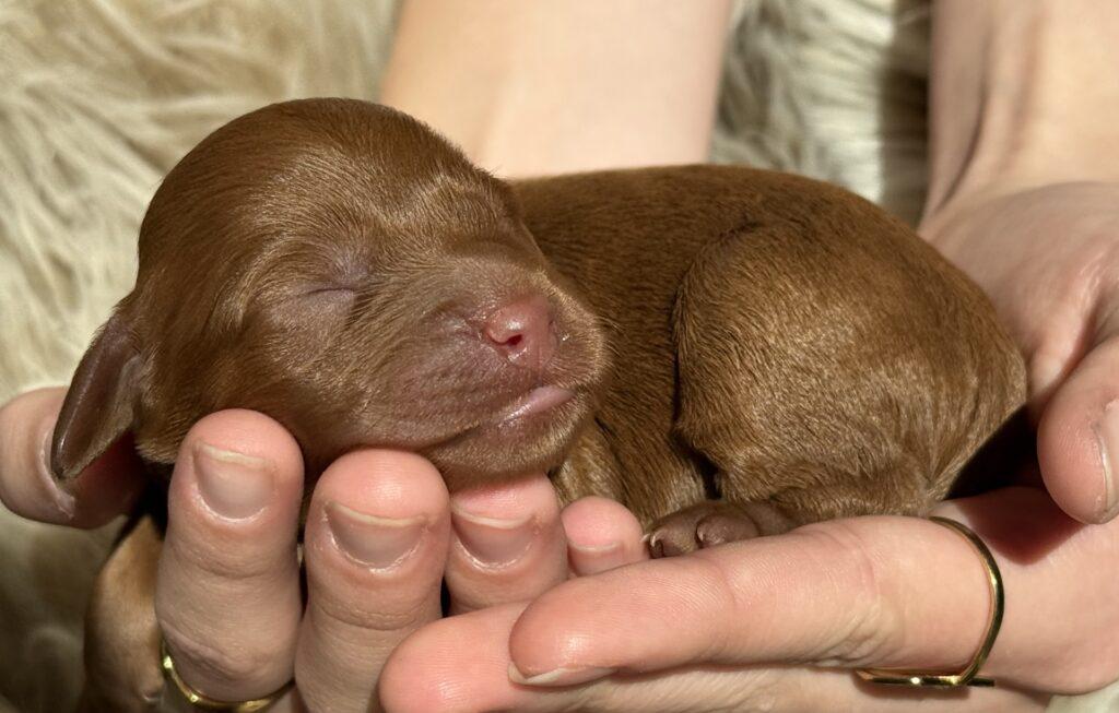 søde hvalpe cute puppies