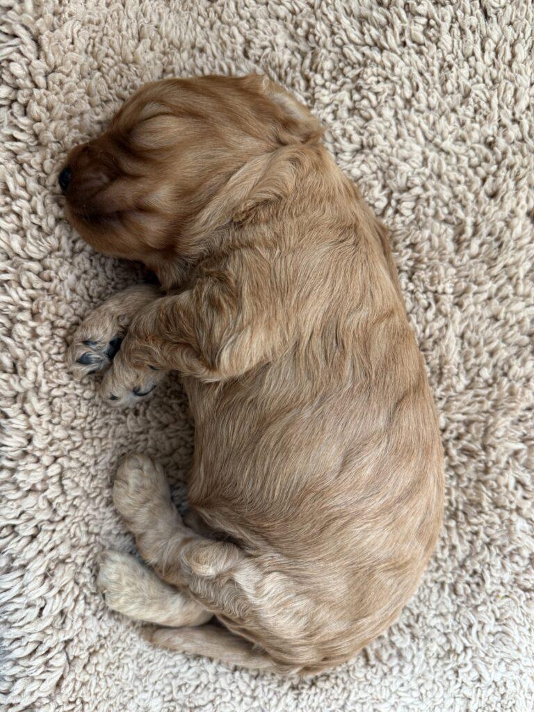 Engelsk Cockerspaniel