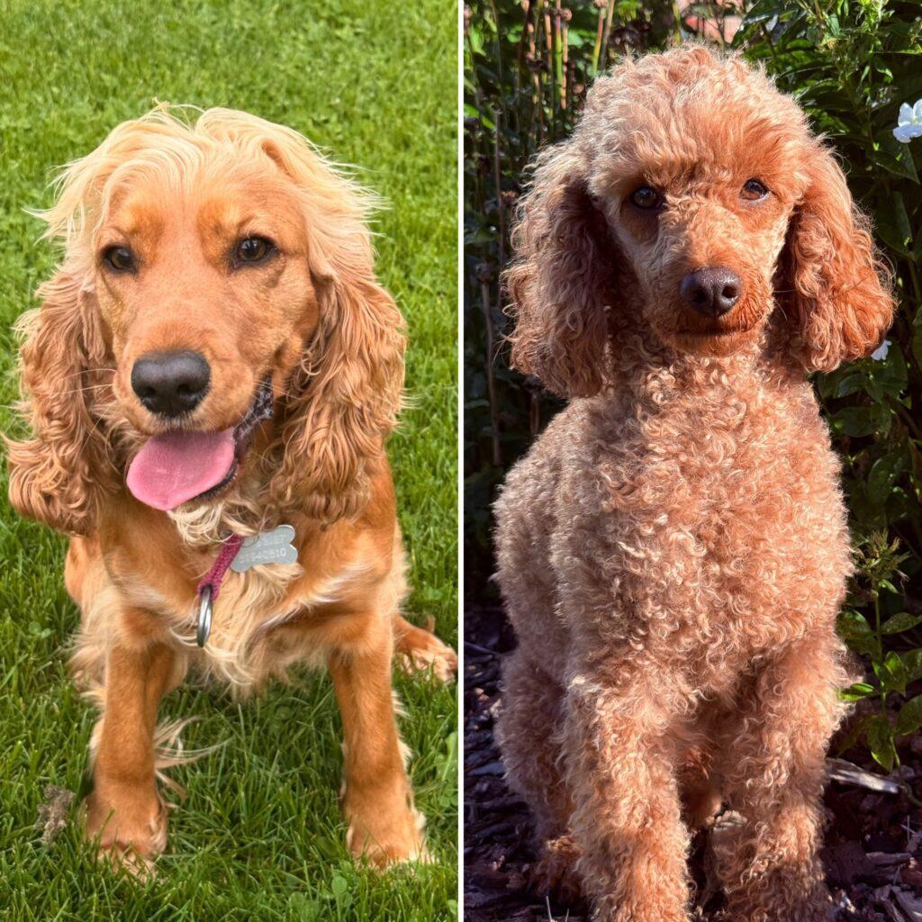Cockapoo Cockerpoo