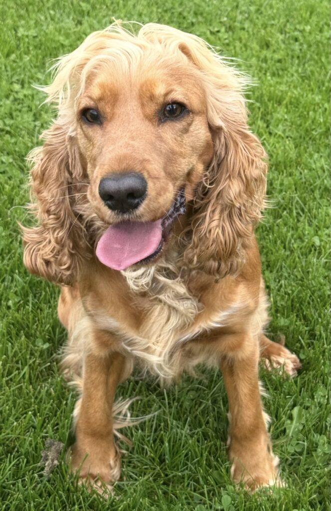 Cocker spaniel